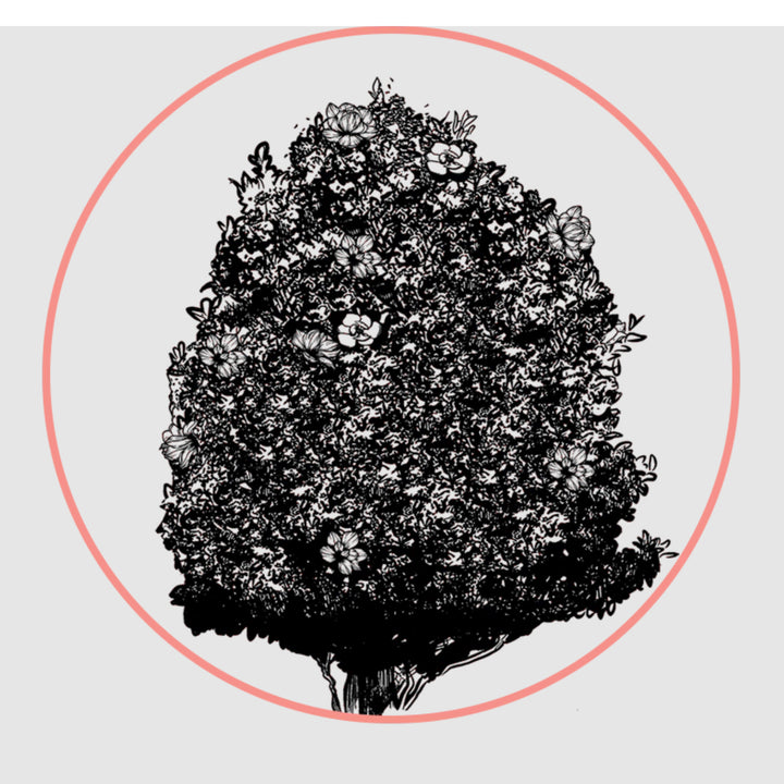 Palmetto Solid Fragrance