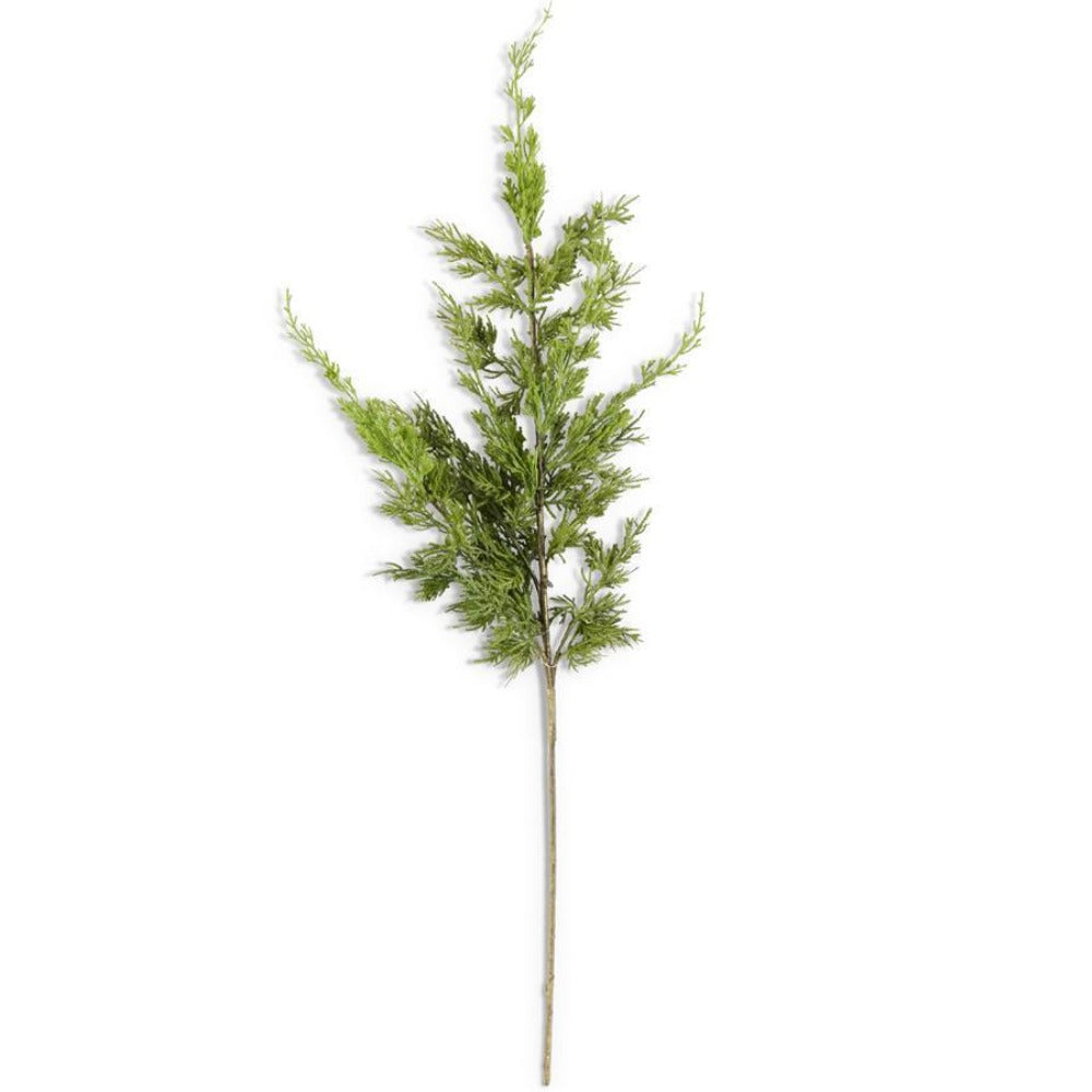 Cypress Pine Branch