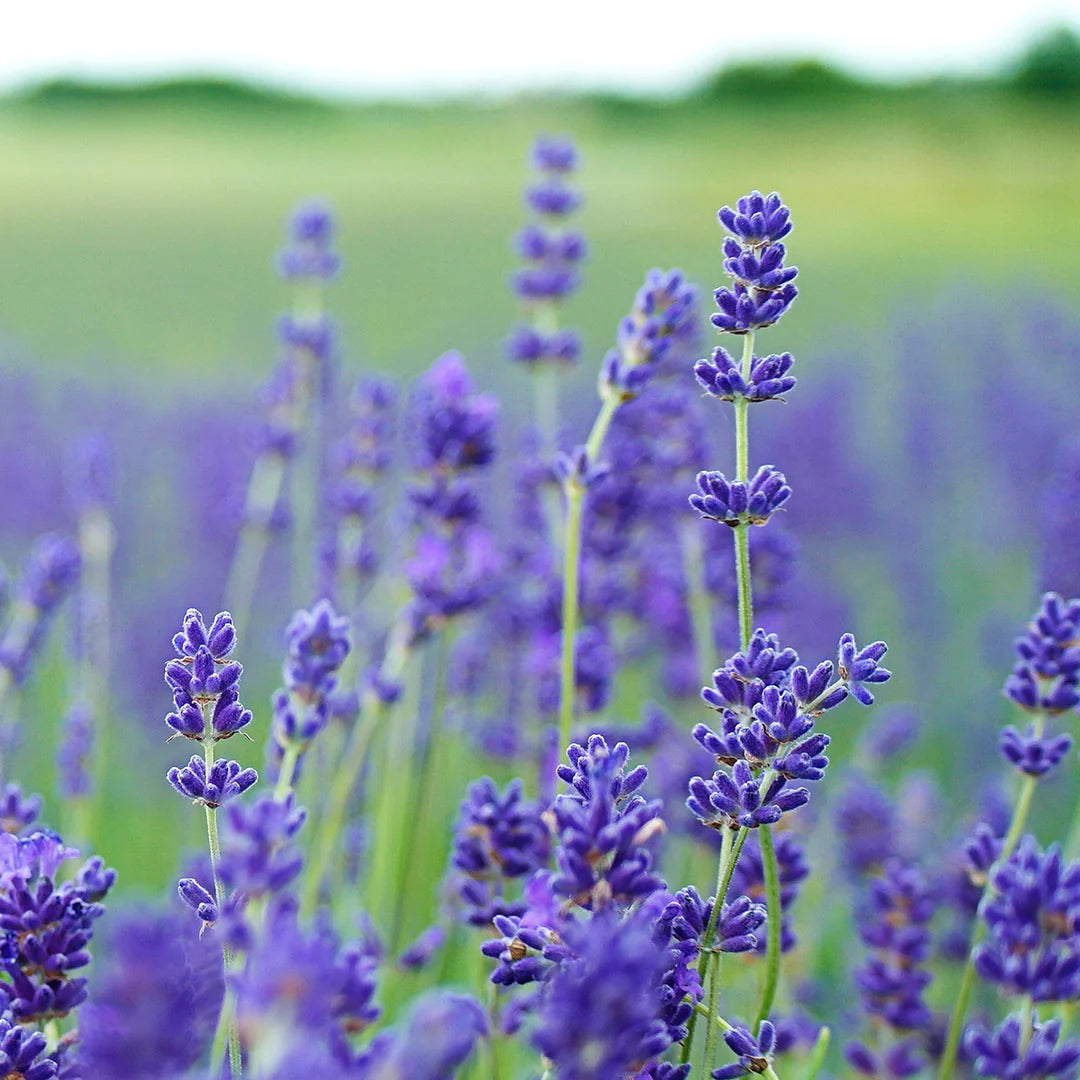 Archipelago Botanicals - Lavande Boxed Candle