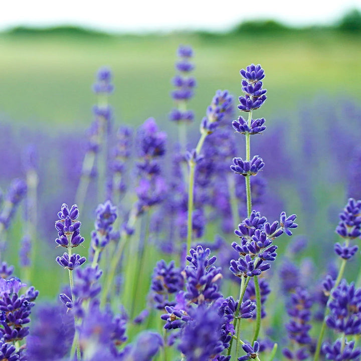 Archipelago Botanicals - Lavande Boxed Candle