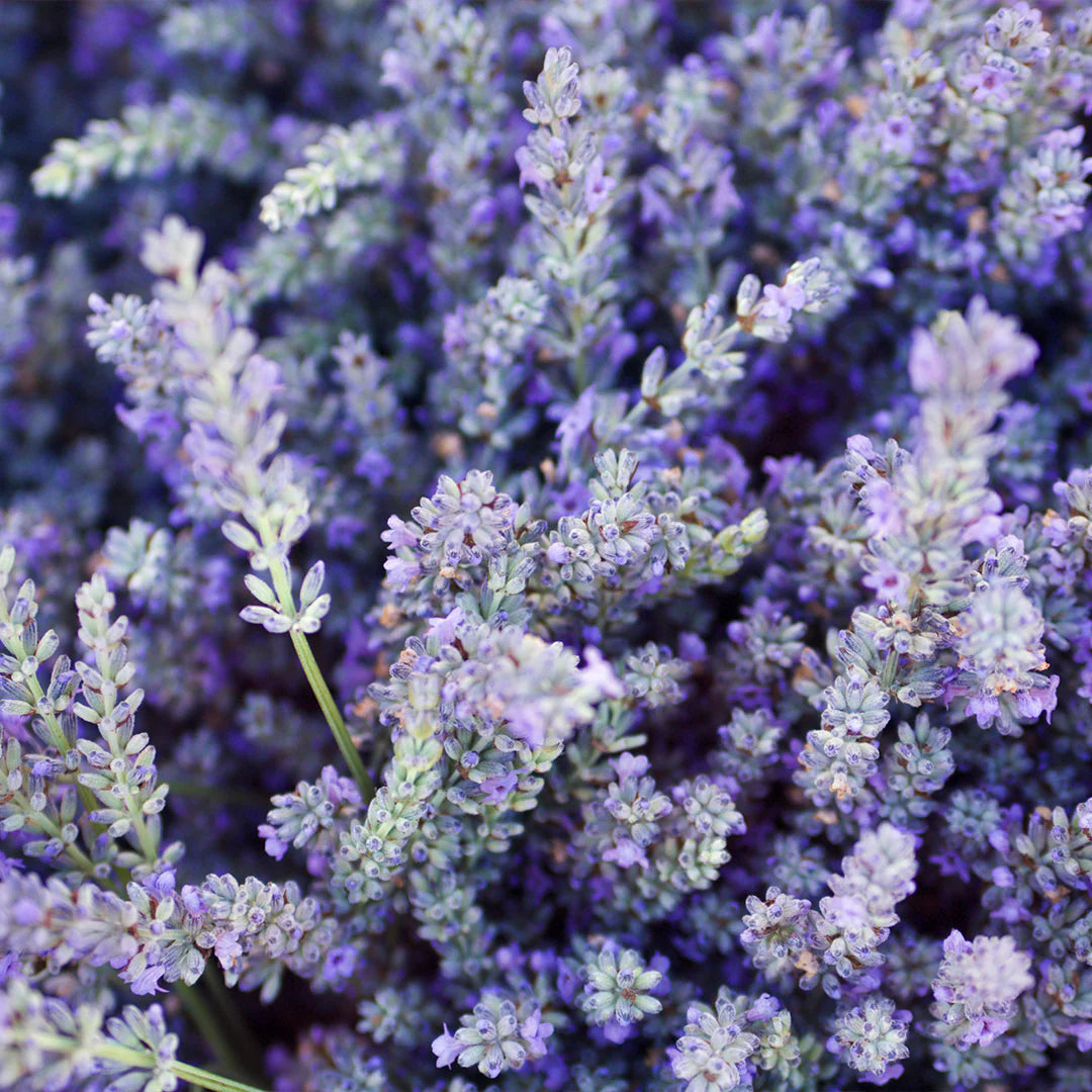 Archipelago Botanicals - Lavender Glass Hand Wash