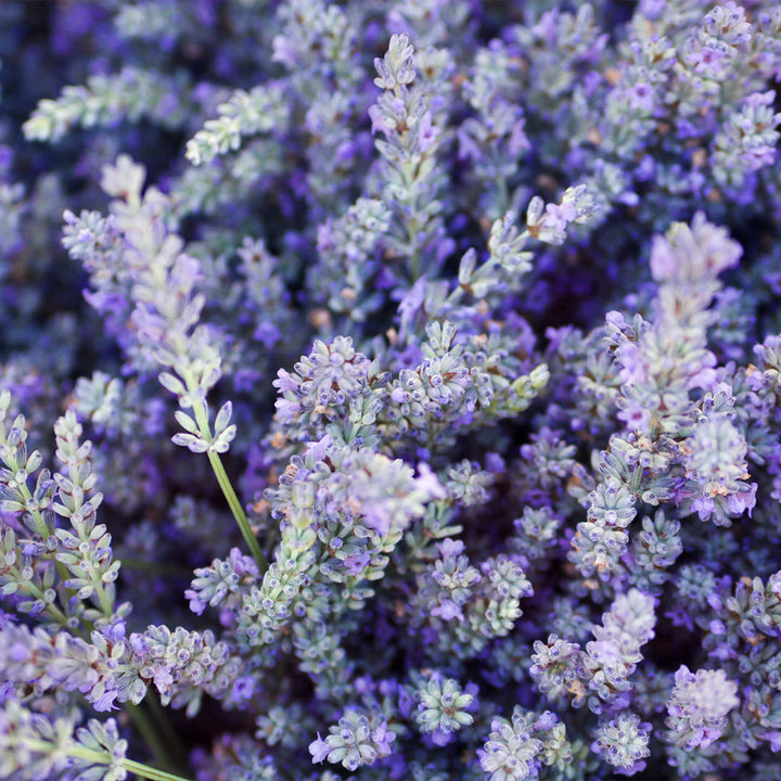 Archipelago Botanicals - Lavender Glass Hand Wash