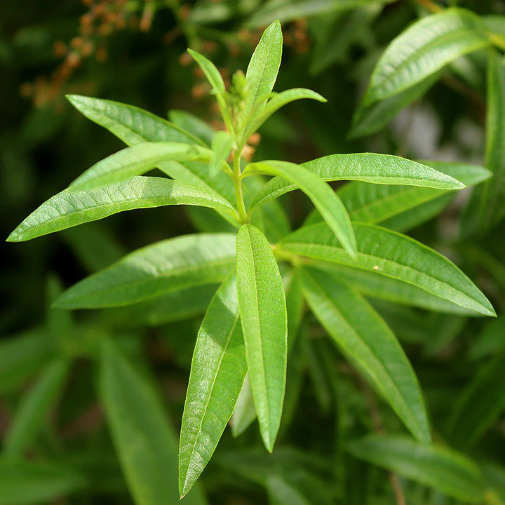 Archipelago Botanicals - Luna Reed Diffuser