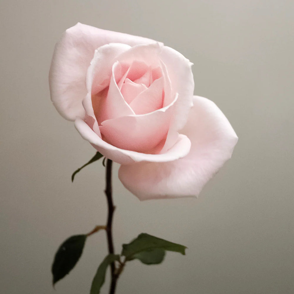 Kin Poloold Roses K&K's Giving Tree