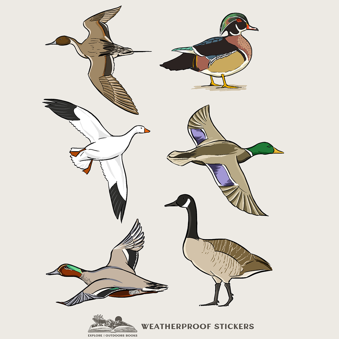 Duck Hunting Sticker Sheet featuring illustrated mallard ducks, wood duck, pintail, teal, goose and other weatherproof waterfowl stickers.