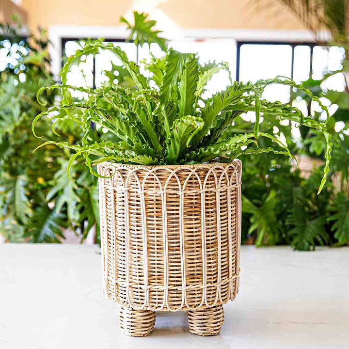 Provence Rattan Round Planter - Whitewash