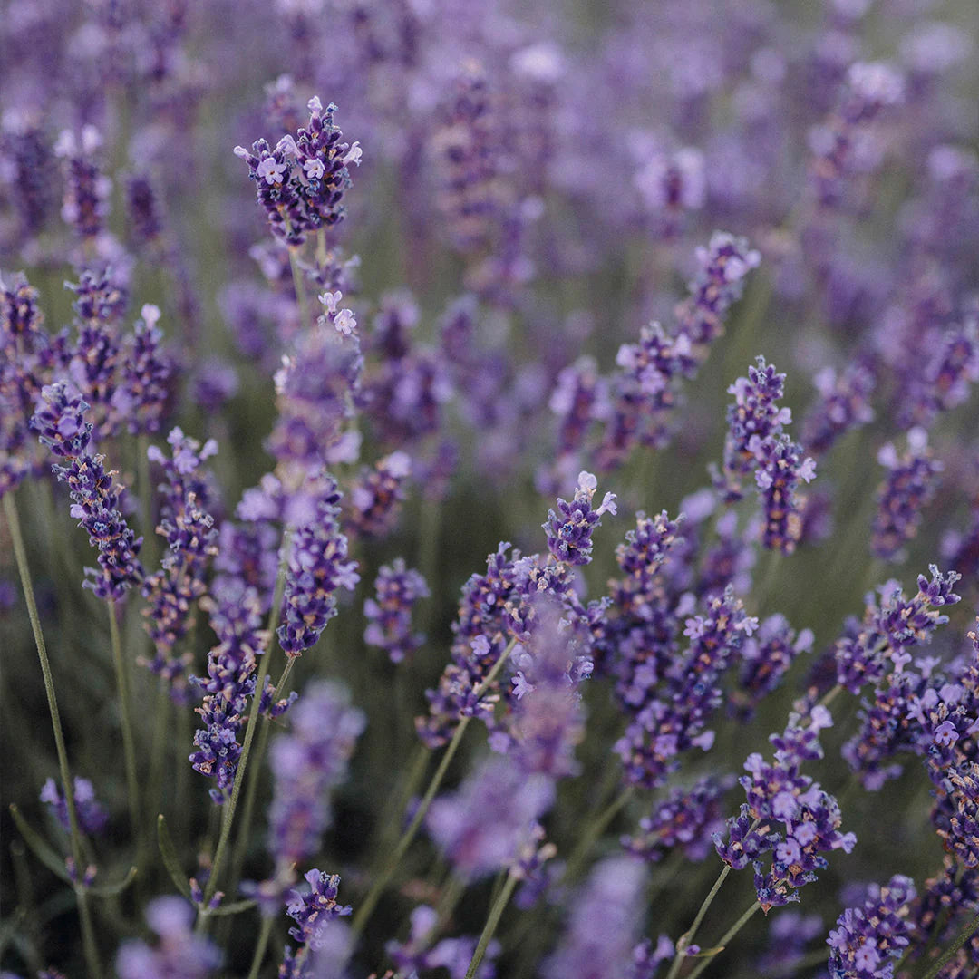 Archipelago Botanicals - Lavender Bubble Bath