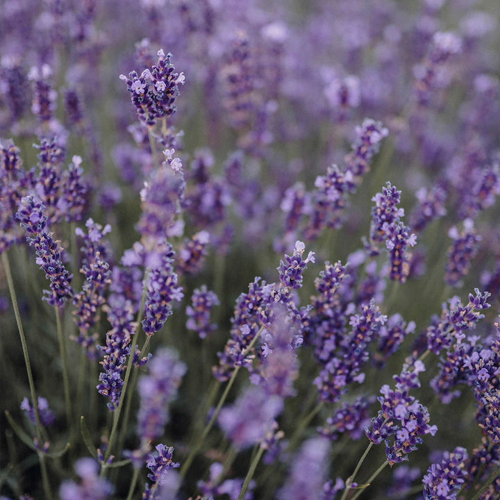 Archipelago Botanicals - Lavender Bubble Bath