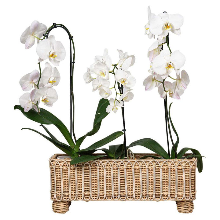 Provence Rattan Rectangular Planter - Whitewash