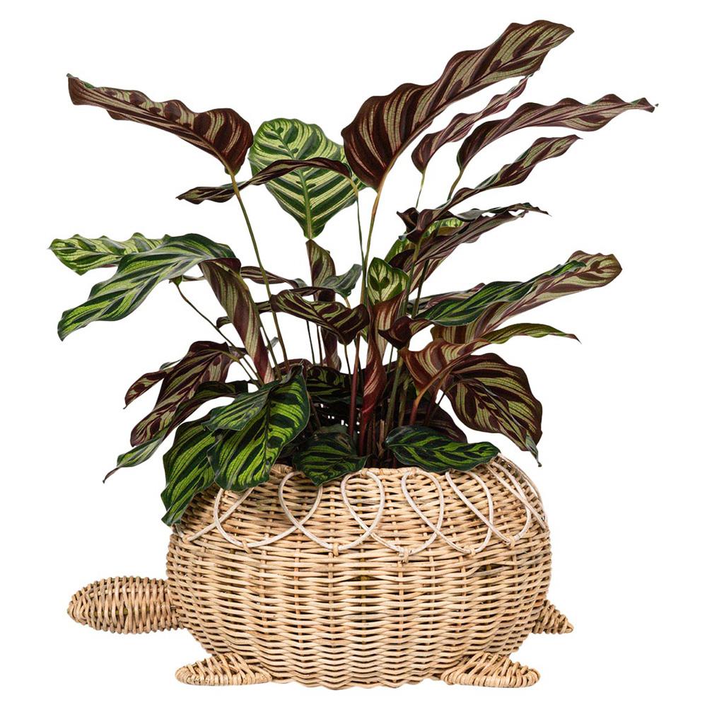 Provence Rattan Turtle Bowl - Whitewash