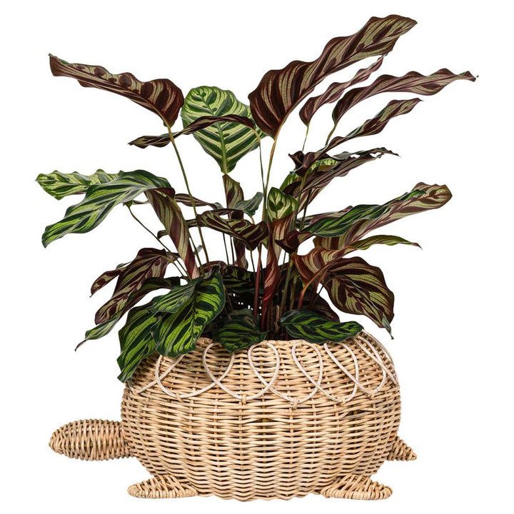 Provence Rattan Turtle Bowl - Whitewash