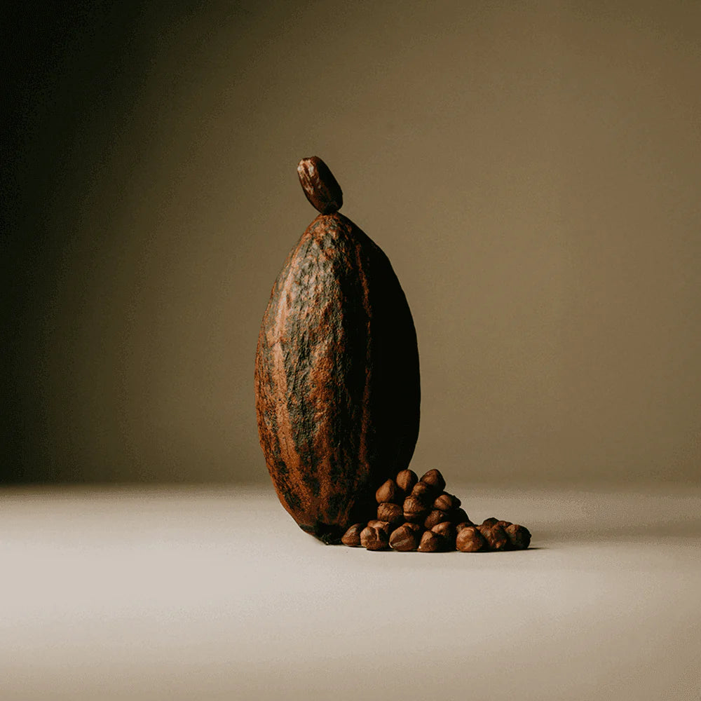 Organic cacao pod and hazelnuts featured in The Conscious Bar Roasted Hazelnut chocolate