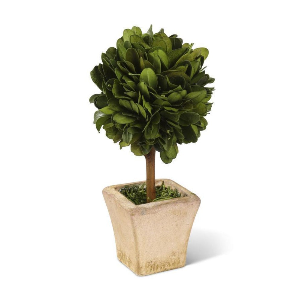 Perserved Boxwood Mini Topiary Pot