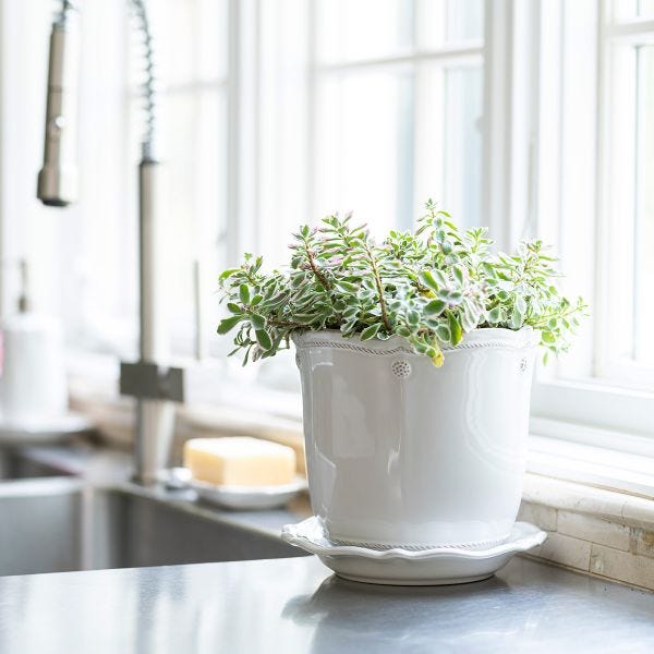 Berry & Thread Whitewash Planter & Saucer