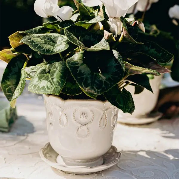 Jardins du Monde 5" Planter - Whitewash