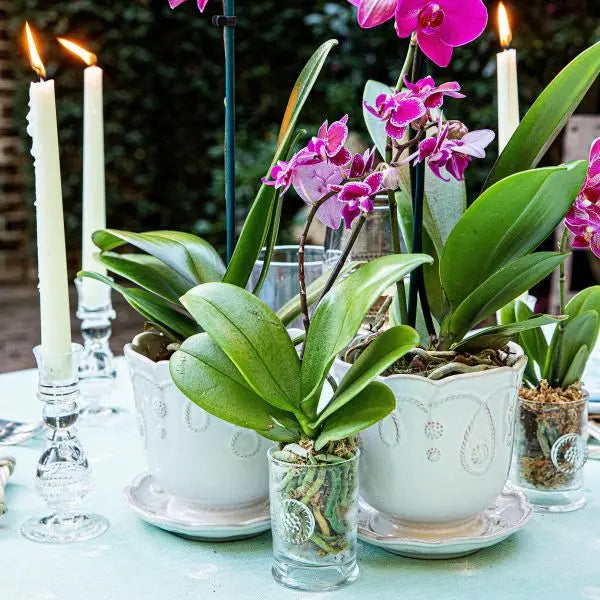 Jardins du Monde 5" Planter - Whitewash
